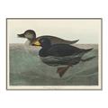 Picture of Vintage Scoter Duck _GroupedProduct_Rectangle_Landscape_Canvas_Framed_
