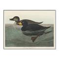 Picture of Vintage Scoter Duck _GroupedProduct_Rectangle_Landscape_Canvas_Framed_