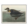 Picture of Vintage Scoter Duck _GroupedProduct_Rectangle_Landscape_Canvas_Framed_
