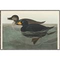 Picture of Vintage Scoter Duck _GroupedProduct_Rectangle_Landscape_Canvas_Framed_
