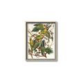 Picture of Vintage Carolina Parrot _GroupedProduct_Rectangle_Portrait_Canvas_Framed_