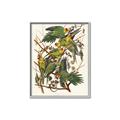 Picture of Vintage Carolina Parrot _GroupedProduct_Rectangle_Portrait_Canvas_Framed_