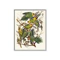 Picture of Vintage Carolina Parrot _GroupedProduct_Rectangle_Portrait_Canvas_Framed_