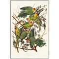 Picture of Vintage Carolina Parrot _GroupedProduct_Rectangle_Portrait_Canvas_Framed_