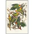Picture of Vintage Carolina Parrot _GroupedProduct_Rectangle_Portrait_Canvas_Framed_