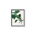 Picture of Nostalgic Green Lilac Leaves _GroupedProduct_Rectangle_Portrait_Canvas_Framed_
