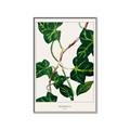 Picture of Nostalgic Green Murgrona Leaves _GroupedProduct_Rectangle_Portrait_Canvas_Framed_