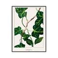 Picture of Nostalgic Green Murgrona Leaves _GroupedProduct_Rectangle_Portrait_Canvas_Framed_