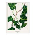 Picture of Nostalgic Green Murgrona Leaves _GroupedProduct_Rectangle_Portrait_Canvas_Framed_