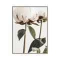 Picture of Romantic Blur Peony IV _GroupedProduct_Rectangle_Portrait_Photography _GroupedProduct_Rectangle_Portrait_Canvas_Framed_