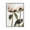 Picture of Romantic Blur Peony IV _GroupedProduct_Rectangle_Portrait_Photography _GroupedProduct_Rectangle_Portrait_Canvas_Framed_