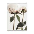 Picture of Romantic Blur Peony IV _GroupedProduct_Rectangle_Portrait_Photography _GroupedProduct_Rectangle_Portrait_Canvas_Framed_