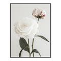 Picture of Romantic Blur Peony III _GroupedProduct_Rectangle_Portrait_Photography _GroupedProduct_Rectangle_Portrait_Canvas_Framed_