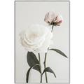 Picture of Romantic Blur Peony III _GroupedProduct_Rectangle_Portrait_Photography _GroupedProduct_Rectangle_Portrait_Canvas_Framed_