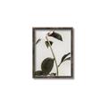 Picture of Romantic Blur Peony II _GroupedProduct_Rectangle_Portrait_Photography _GroupedProduct_Rectangle_Portrait_Canvas_Framed_