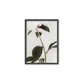 Picture of Romantic Blur Peony II _GroupedProduct_Rectangle_Portrait_Photography _GroupedProduct_Rectangle_Portrait_Canvas_Framed_