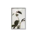 Picture of Romantic Blur Peony II _GroupedProduct_Rectangle_Portrait_Photography _GroupedProduct_Rectangle_Portrait_Canvas_Framed_