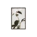 Picture of Romantic Blur Peony II _GroupedProduct_Rectangle_Portrait_Photography _GroupedProduct_Rectangle_Portrait_Canvas_Framed_