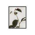 Picture of Romantic Blur Peony II _GroupedProduct_Rectangle_Portrait_Photography _GroupedProduct_Rectangle_Portrait_Canvas_Framed_