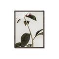 Picture of Romantic Blur Peony II _GroupedProduct_Rectangle_Portrait_Photography _GroupedProduct_Rectangle_Portrait_Canvas_Framed_
