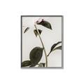 Picture of Romantic Blur Peony II _GroupedProduct_Rectangle_Portrait_Photography _GroupedProduct_Rectangle_Portrait_Canvas_Framed_