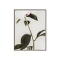 Picture of Romantic Blur Peony II _GroupedProduct_Rectangle_Portrait_Photography _GroupedProduct_Rectangle_Portrait_Canvas_Framed_