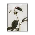 Picture of Romantic Blur Peony II _GroupedProduct_Rectangle_Portrait_Photography _GroupedProduct_Rectangle_Portrait_Canvas_Framed_