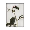 Picture of Romantic Blur Peony II _GroupedProduct_Rectangle_Portrait_Photography _GroupedProduct_Rectangle_Portrait_Canvas_Framed_