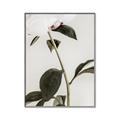 Picture of Romantic Blur Peony II _GroupedProduct_Rectangle_Portrait_Photography _GroupedProduct_Rectangle_Portrait_Canvas_Framed_