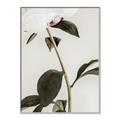 Picture of Romantic Blur Peony II _GroupedProduct_Rectangle_Portrait_Photography _GroupedProduct_Rectangle_Portrait_Canvas_Framed_