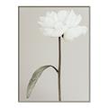 Picture of Romantic Blur Peony I _GroupedProduct_Rectangle_Portrait_Photography _GroupedProduct_Rectangle_Portrait_Canvas_Framed_