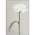 Picture of Romantic Blur Peony I _GroupedProduct_Rectangle_Portrait_Photography _GroupedProduct_Rectangle_Portrait_Canvas_Framed_