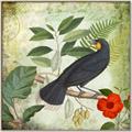 Picture of Tropical Paradise Birds Garden _GroupedProduct_Square_Canvas_Framed_