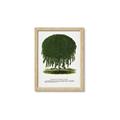 Picture of Kilmarnock Weeping Willow Tree Lithograph _GroupedProduct_Rectangle_Portrait_Framed_Matted_