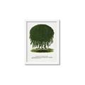 Picture of Kilmarnock Weeping Willow Tree Lithograph _GroupedProduct_Rectangle_Portrait_Framed_Matted_