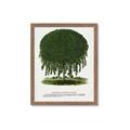 Picture of Kilmarnock Weeping Willow Tree Lithograph _GroupedProduct_Rectangle_Portrait_Framed_Matted_