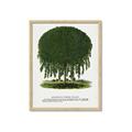 Picture of Kilmarnock Weeping Willow Tree Lithograph _GroupedProduct_Rectangle_Portrait_Framed_Matted_