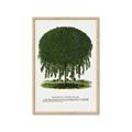 Picture of Kilmarnock Weeping Willow Tree Lithograph _GroupedProduct_Rectangle_Portrait_Framed_Matted_