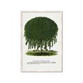 Picture of Kilmarnock Weeping Willow Tree Lithograph _GroupedProduct_Rectangle_Portrait_Framed_Matted_