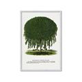 Picture of Kilmarnock Weeping Willow Tree Lithograph _GroupedProduct_Rectangle_Portrait_Framed_Matted_
