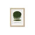 Picture of Kilmarnock Weeping Willow Tree Lithograph _GroupedProduct_Rectangle_Portrait_Framed_Matted_