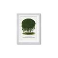 Picture of Kilmarnock Weeping Willow Tree Lithograph _GroupedProduct_Rectangle_Portrait_Framed_Matted_