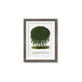 Picture of Kilmarnock Weeping Willow Tree Lithograph _GroupedProduct_Rectangle_Portrait_Framed_Matted_