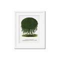 Picture of Kilmarnock Weeping Willow Tree Lithograph _GroupedProduct_Rectangle_Portrait_Framed_Matted_