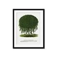 Picture of Kilmarnock Weeping Willow Tree Lithograph _GroupedProduct_Rectangle_Portrait_Framed_Matted_