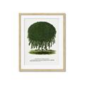 Picture of Kilmarnock Weeping Willow Tree Lithograph _GroupedProduct_Rectangle_Portrait_Framed_Matted_
