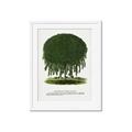 Picture of Kilmarnock Weeping Willow Tree Lithograph _GroupedProduct_Rectangle_Portrait_Framed_Matted_