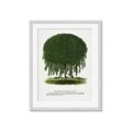 Picture of Kilmarnock Weeping Willow Tree Lithograph _GroupedProduct_Rectangle_Portrait_Framed_Matted_