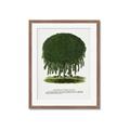 Picture of Kilmarnock Weeping Willow Tree Lithograph _GroupedProduct_Rectangle_Portrait_Framed_Matted_
