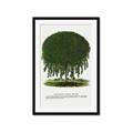 Picture of Kilmarnock Weeping Willow Tree Lithograph _GroupedProduct_Rectangle_Portrait_Framed_Matted_